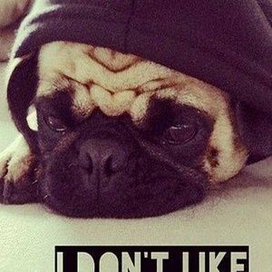 Meet your Posher, Robin